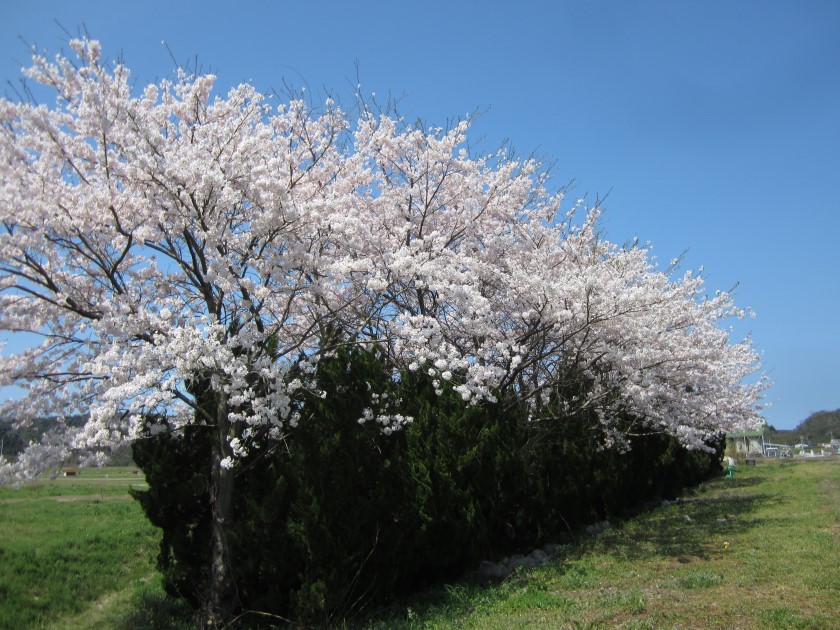 桜